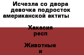 Исчезла со двора девочка-подросток американской актиты.   - Хакасия респ. Животные и растения » Пропажи и находки   